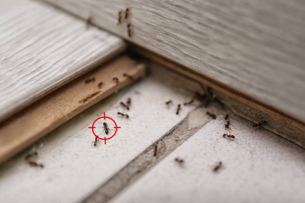 Best Bed Bug Extermination  in Prieville, NC