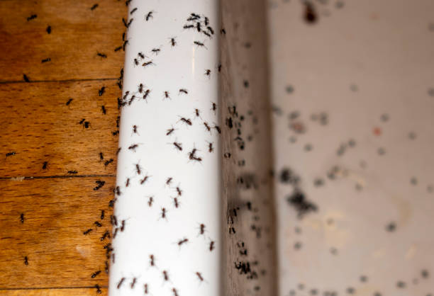 Best Spider Control Near Me  in Prieville, NC